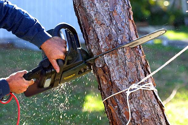 Pest Control for Lawns in West Hammond, NM
